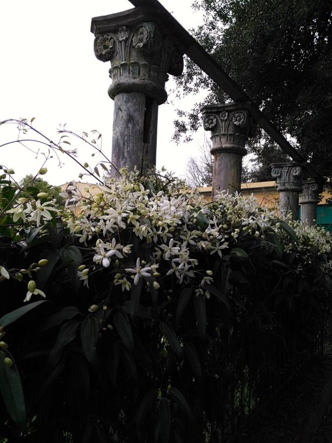 17155299_1328949457147921_4664554874203158275_n