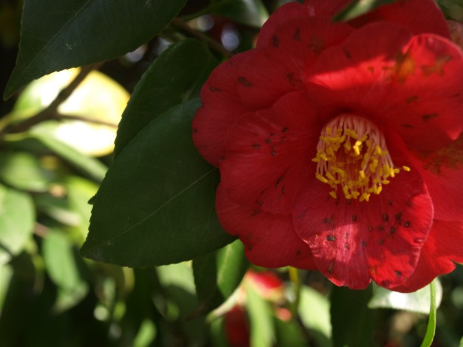 OLYMPUS DIGITAL CAMERA