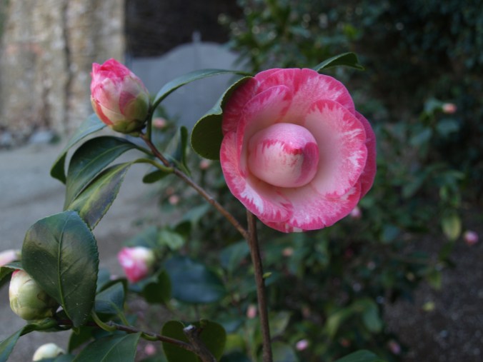 OLYMPUS DIGITAL CAMERA