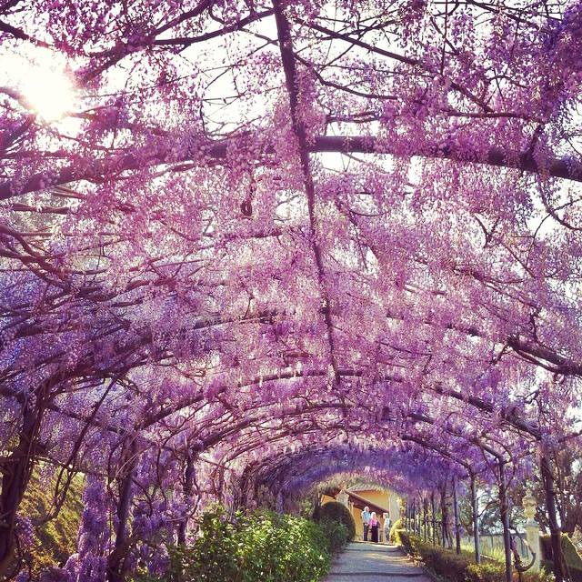 11050721_352690061594656_4818893018313848259_n