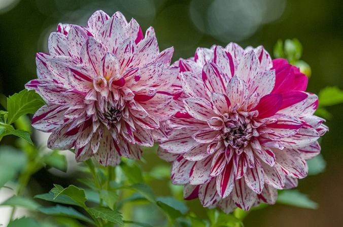 21767943_10155871607471318_334486059363085891_n