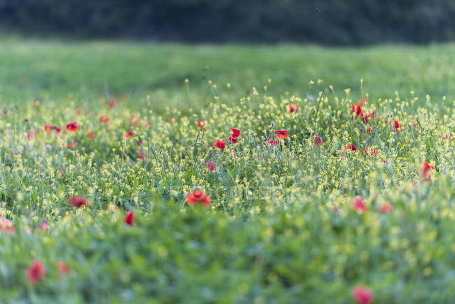 focused_165569702-Poppies-blooming-in-the-fields