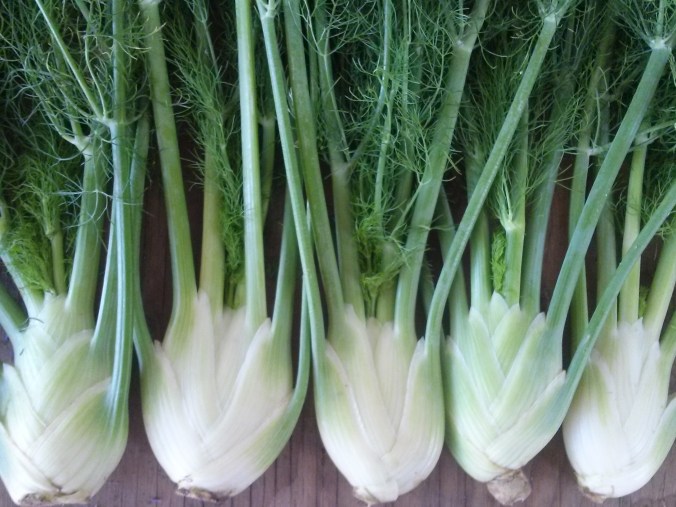 Fennel-Zefa-Fino