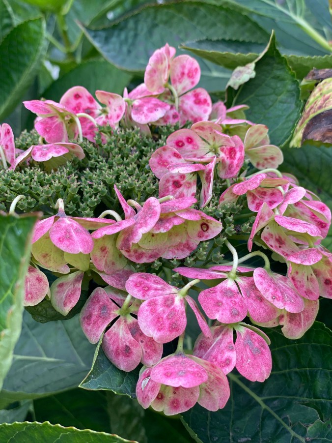 C6X825p9SB6l9UShgggS9g