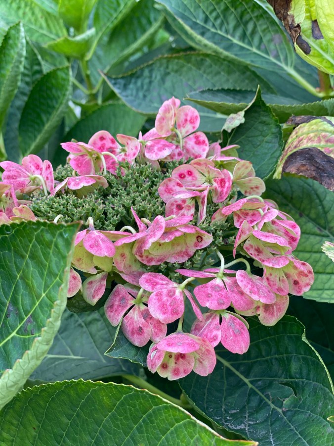 qYojGPUSSO2JfMDb1+5ZVQ