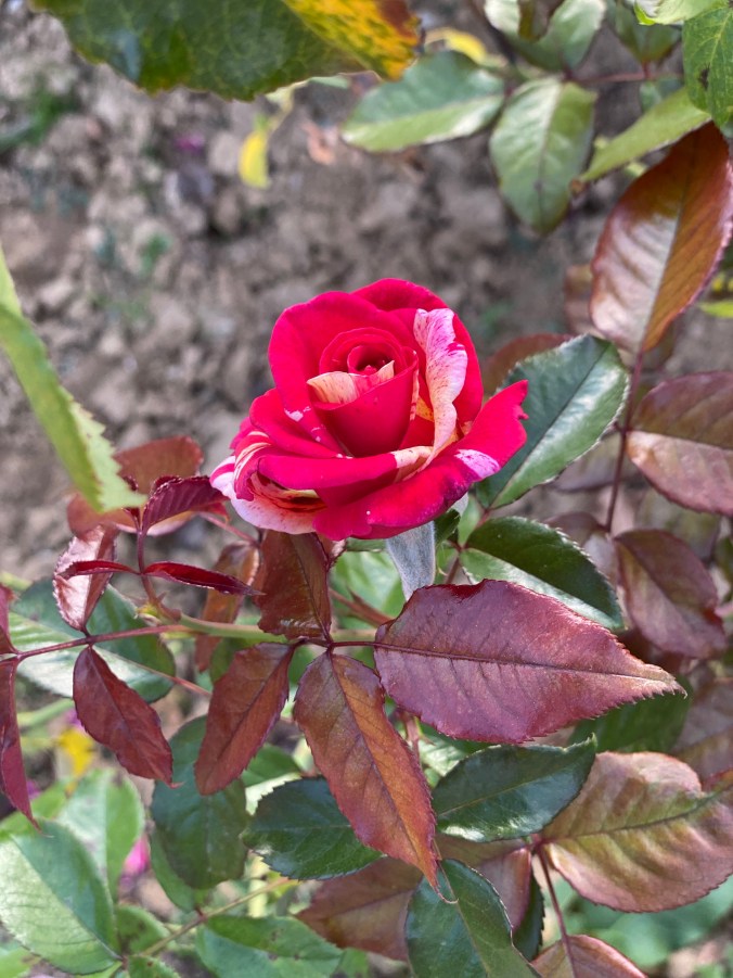 toIst6SsS8+eoGLWgp2duQ