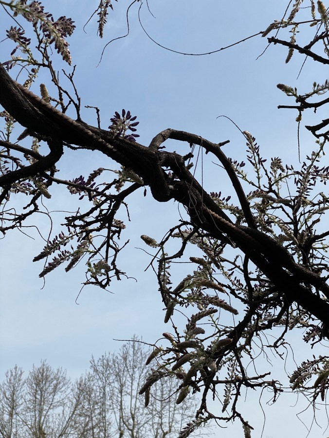 6XcPNGkIRD6vzOoRFqv0VQ