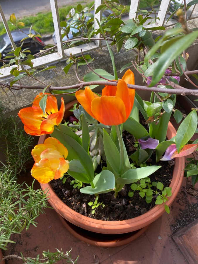 BktUMlTASryjdLJhKV+PmQ