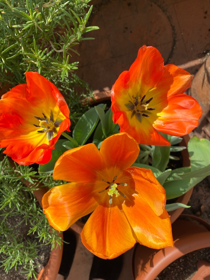 IaKvtD0wQVm9Ra1SrC1szQ