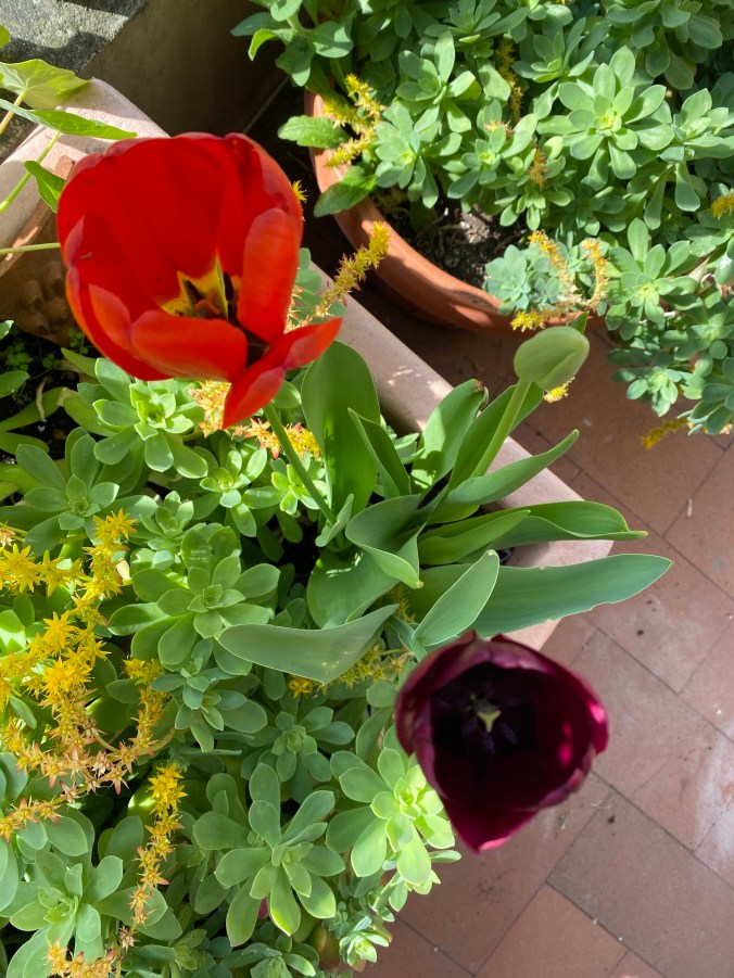 LG6LMzrPRl20gh9F+WNafA