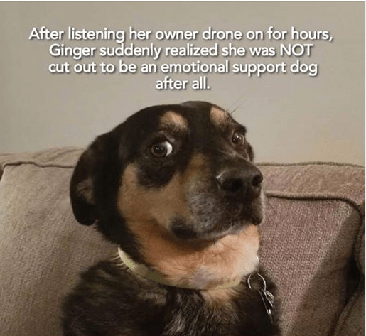 Screen Shot 2020-03-31 at 11.31.18