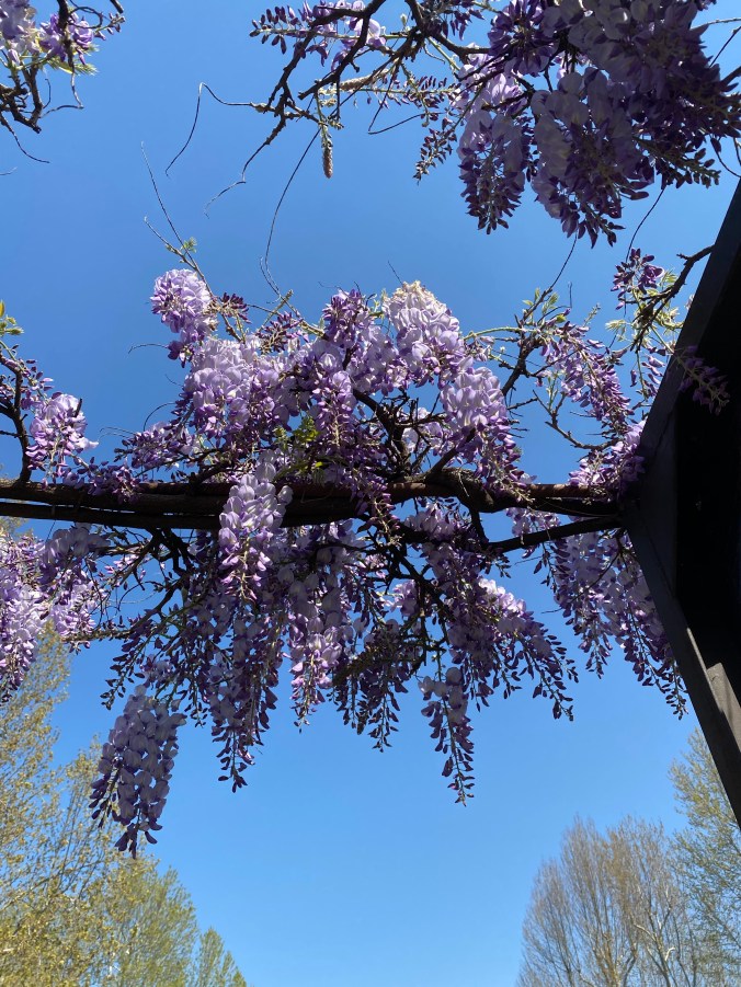 kj6WiAxsSL2WPOclulzB6g