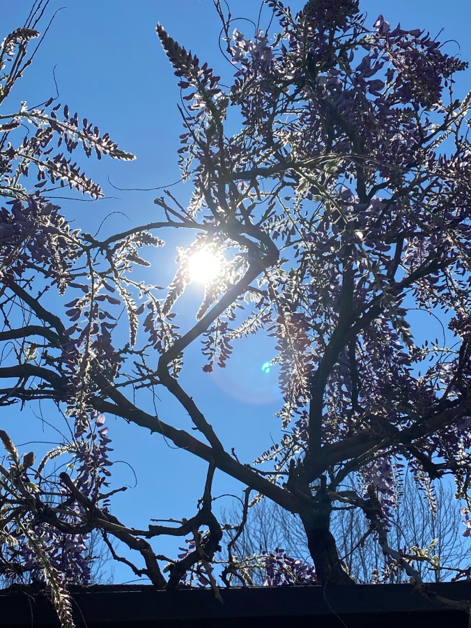 qyVSGznWTN+DX8AXCgGhAg