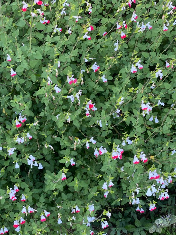 dZRtivMARvyjycahEzpBgA