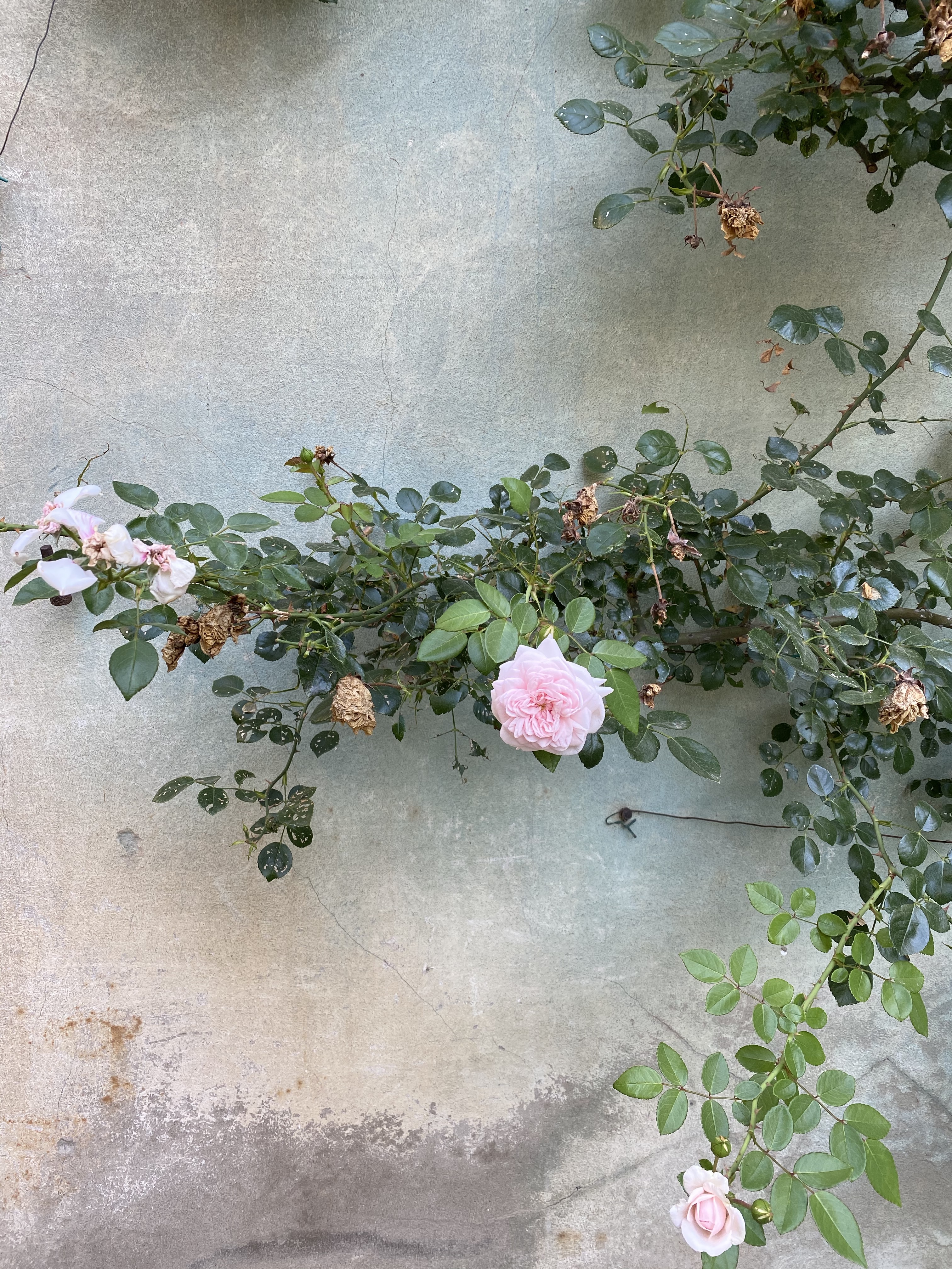 XQZB%jkMRfePV+xVY8coFw