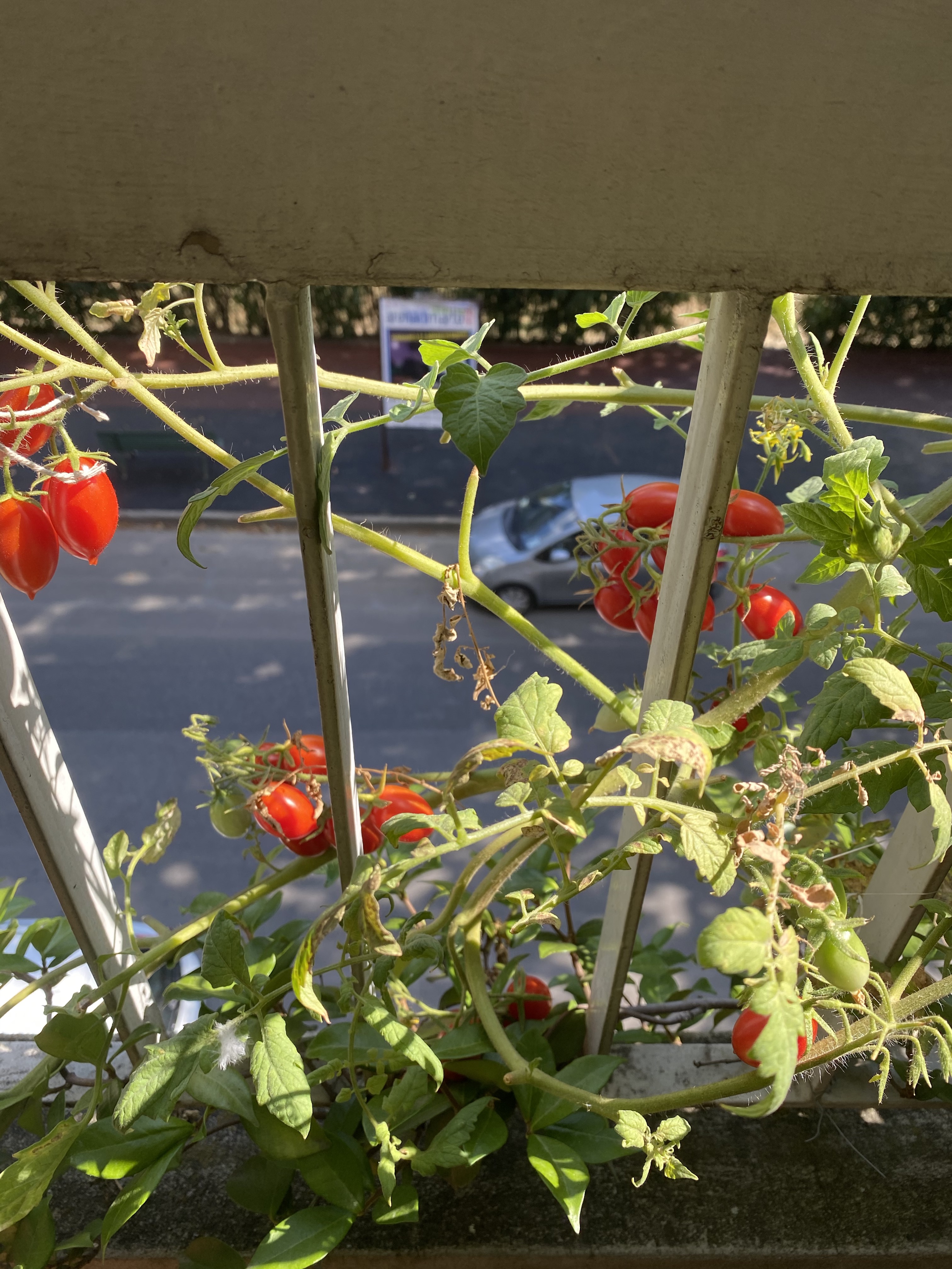 A+cGkKMtSAyc+Opcl8aHYQ